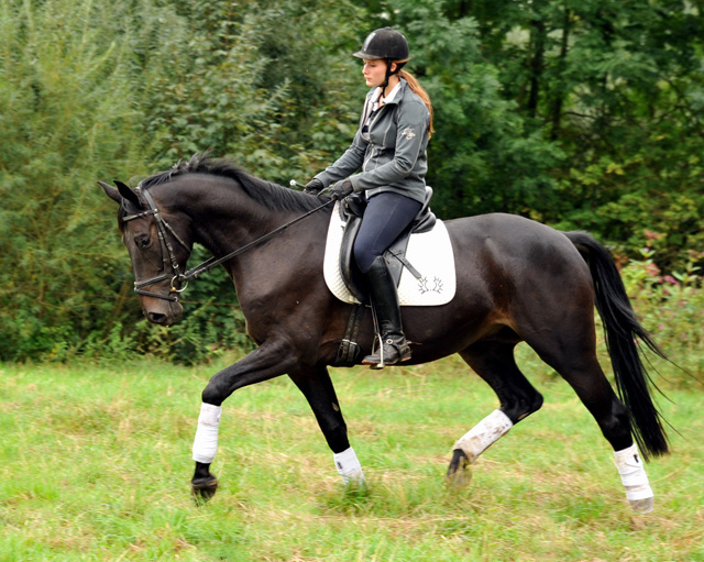 4jhriger Trakehner Wallach von Summertime u.d. Schwalbenflair v. Exclusiv, Gestt Hmelschenburg