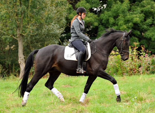 4jhriger Trakehner Wallach von Summertime u.d. Schwalbenflair v. Exclusiv, Gestt Hmelschenburg