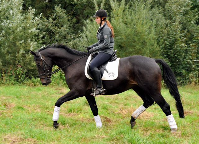 4jhriger Trakehner Wallach von Summertime u.d. Schwalbenflair v. Exclusiv, Gestt Hmelschenburg