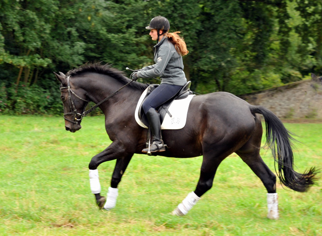 4jhriger Trakehner Wallach von Summertime u.d. Schwalbenflair v. Exclusiv, Gestt Hmelschenburg