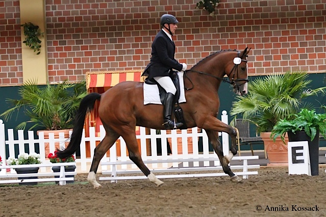 Tolkien Anfang Oktober 2013 - Foto: Annika Kossak, Trakehner Gestt Hmelschenburg