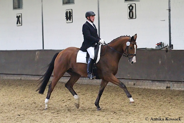 Tolkien Anfang Oktober 2013 - Foto: Annika Kossak, Trakehner Gestt Hmelschenburg