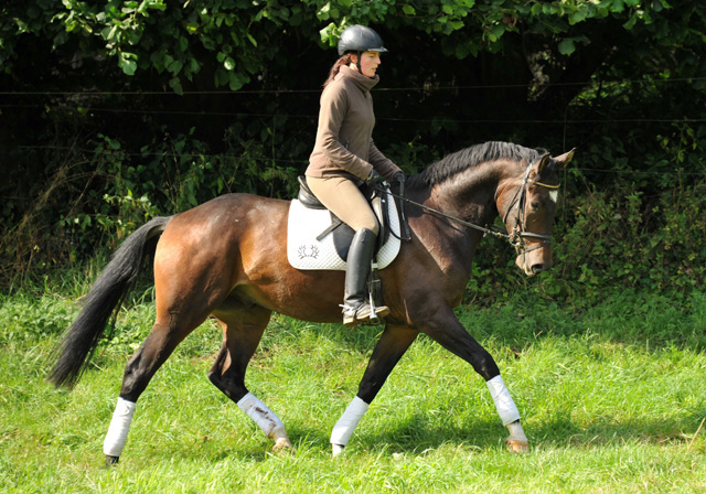 3jhriger Trakehner Wallach von Shavalou u.d. Kalidah Jamal v. Manhattan