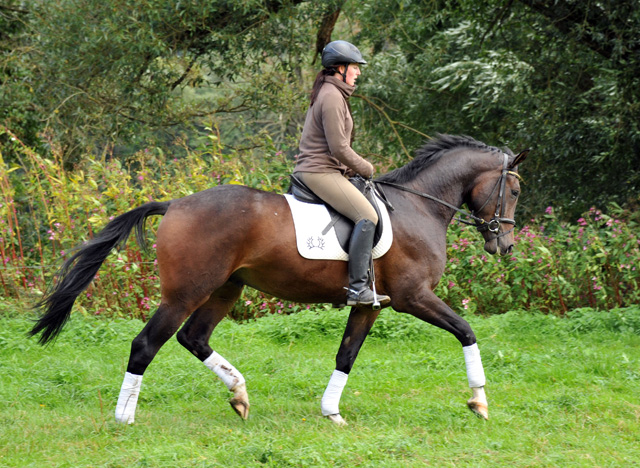 3jhriger Trakehner Wallach von Shavalou u.d. Kalidah Jamal v. Manhattan