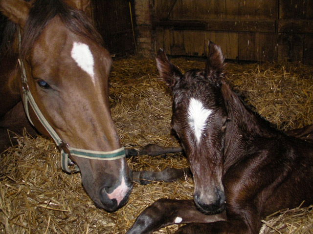 Trakehner Hengstfohlen von Oliver Twist x Hoftnzer - Foto: Anja Wlber