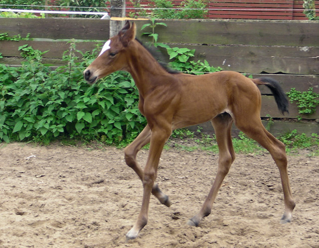 Trakehner Hengstfohlen von Oliver Twist x Hoftnzer - Foto: Anja Wlber