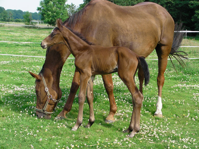 Trakehner Hengstfohlen von Oliver Twist x Hoftnzer - Foto: Anja Wlber