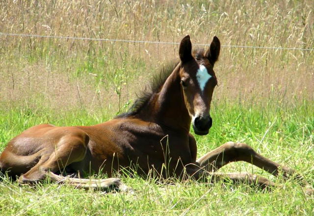 Trakehner Hengstfohlen von Oliver Twist x Hoftnzer - Foto: Anja Wlber