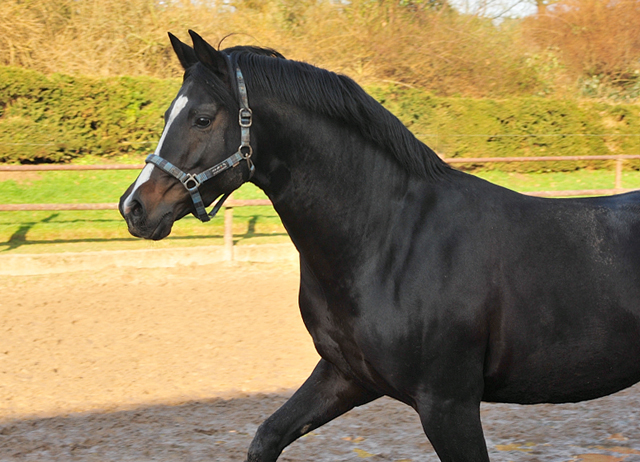 Saint Cyr v. Kostolany - Trakehner Gestt Hmelschenburg 14. Januar 2018 - Foto: Beate Langels