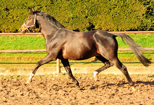 Saint Cyr v. Kostolany - Trakehner Gestt Hmelschenburg 14. Januar 2018 - Foto: Beate Langels