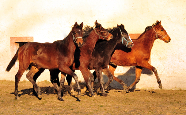 Die Hengste des Jahrgangs 2017 - Trakehner Gestt Hmelschenburg 14. Januar 2018 - Foto: Beate Langels