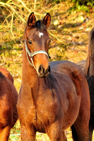 Die Hengste des Jahrgangs 2017 - Trakehner Gestt Hmelschenburg 14. Januar 2018 - Foto: Beate Langels