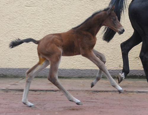 At the age of 2 days: Trakehner Filly by Imperio out of Elitemare Schwalbenspiel by Exclusiv, Trakehner Gestt Hmelschenburg - Beate Langels