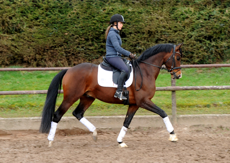 Februar 2022 - Trakehner Gestt Hmelschenburg  - Foto: Beate Langels