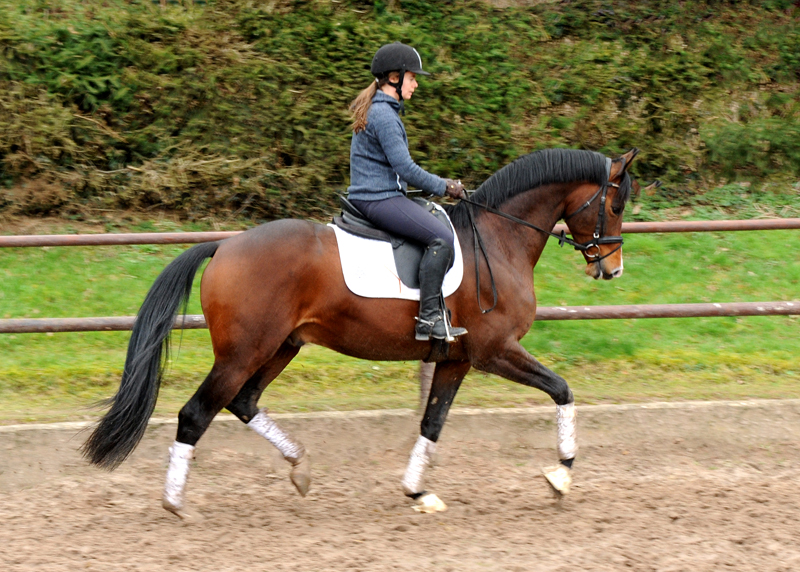 Trakehner Stallion High Quality by Saint Cyr x Summertime, Foto: Jutta Bauernschmitt - Station: Gestt Hmelschenburg