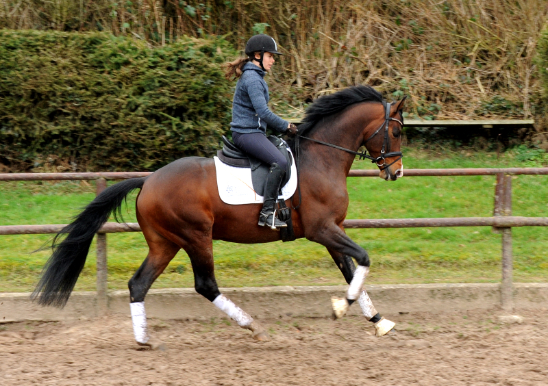 Trakehner Hengst High Quality von Saint Cyr u.d. Hanna von Summertime - Foto: Beate Langels Gestt Hmelschenburg