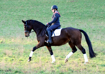 Taluna - Trakehner Mare by Alter Fritz out of Pr.a. StPrSt. Tacyra
by Saint Cyr - Gestt Hmelschenburg - Beate Langels