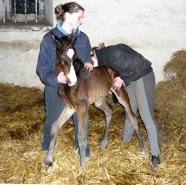 Darja and Marilena with our new colt by Symont