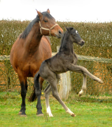 2,5 Tage alt: Trakehner Rapphengst von Saint Cyr u.d. Rubina v. Tycoon - Foto: Beate Langels - Trakehner Gestt Hmelschenburg