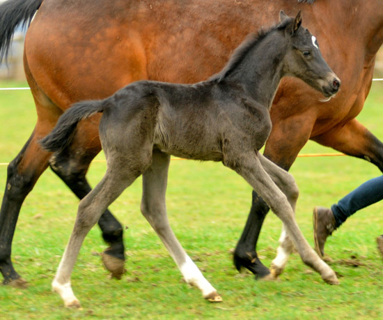 2,5 Tage alt: Trakehner Rapphengst von Saint Cyr u.d. Rubina v. Tycoon - Foto: Beate Langels - Trakehner Gestt Hmelschenburg