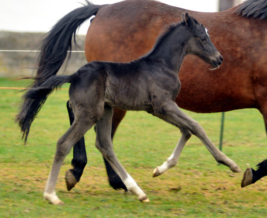 2,5 Tage alt: Trakehner Rapphengst von Saint Cyr u.d. Rubina v. Tycoon - Foto: Beate Langels - Trakehner Gestt Hmelschenburg