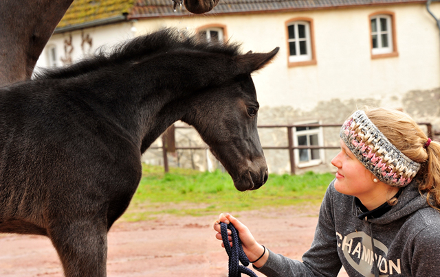 5 Tage alt: Stutfohlen von San Amour u.d. Schwalbendiva v. Totilas - 14. Mrz 2021 - Foto: Beate Langels - 
Trakehner Gestt Hmelschenburg