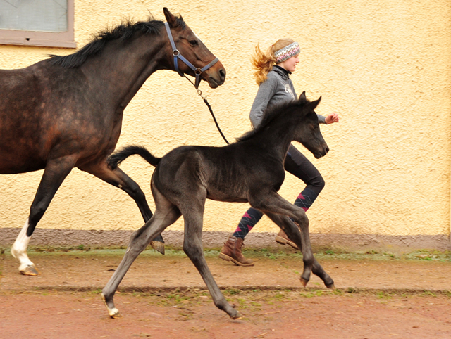 5 Tage alt: Stutfohlen von San Amour u.d. Schwalbendiva v. Totilas - 14. Mrz 2021 - Foto: Beate Langels - 
Trakehner Gestt Hmelschenburg