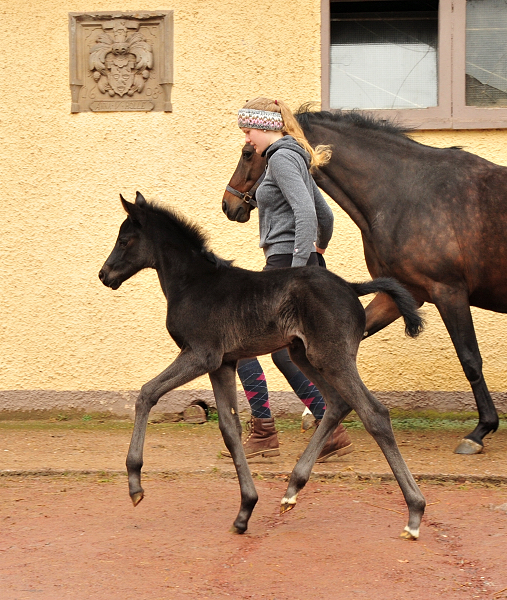 5 Tage alt: Stutfohlen von San Amour u.d. Schwalbendiva v. Totilas - 14. Mrz 2021 - Foto: Beate Langels - 
Trakehner Gestt Hmelschenburg