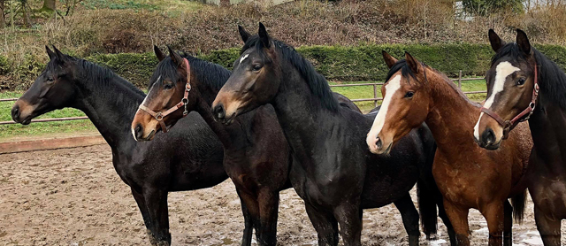 Unsere 2jhrigen Hengste am 14. Mrz 2021 - Foto: Beate Langels - 
Trakehner Gestt Hmelschenburg