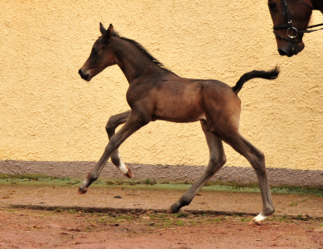 Schwalbenland und ihr Sohn von Saint Cyr am 14. Mrz 2021 - Foto: Beate Langels - 
Trakehner Gestt Hmelschenburg