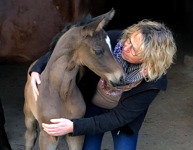 Hengstfohlen von Saint Cyr am 14. Mrz 2021 - Foto: Beate Langels - 
Trakehner Gestt Hmelschenburg