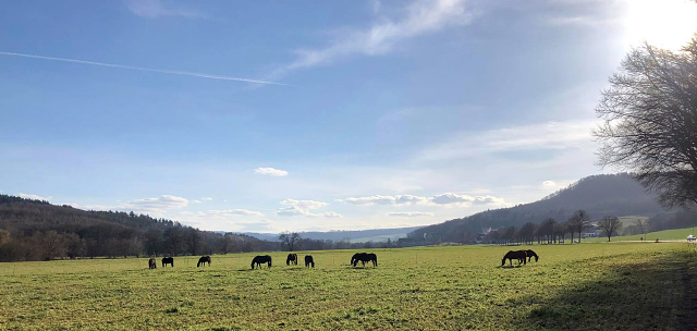  Mrz 2021 - Foto: Beate Langels - 
Trakehner Gestt Hmelschenburg