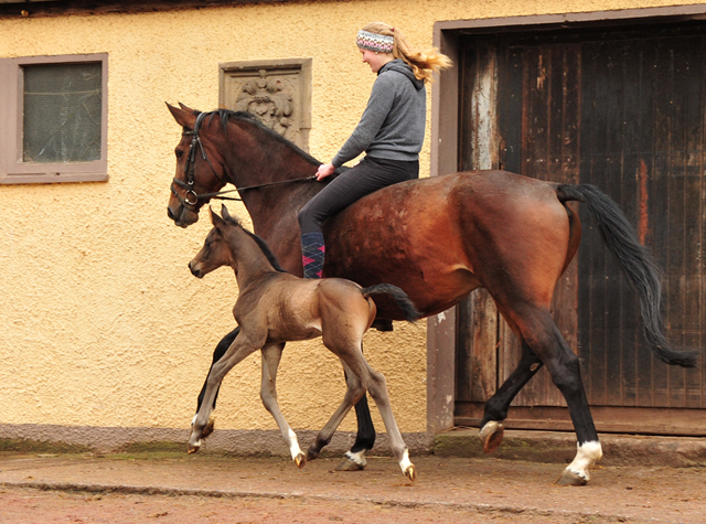 Schwalbenland und ihr Sohn von Saint Cyr am 14. Mrz 2021 - Foto: Beate Langels - 
Trakehner Gestt Hmelschenburg