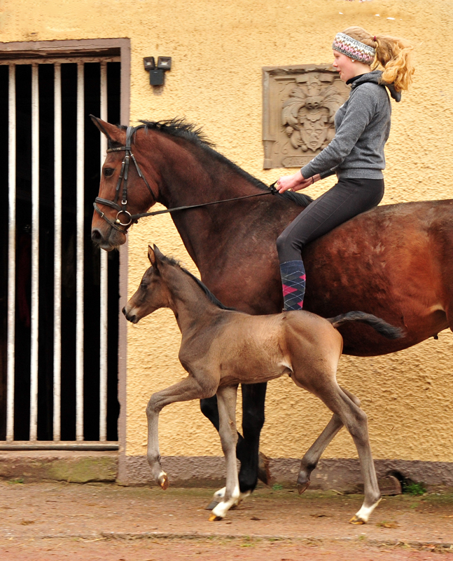 Schwalbenland und ihr Sohn von Saint Cyr am 14. Mrz 2021 - Foto: Beate Langels - 
Trakehner Gestt Hmelschenburg