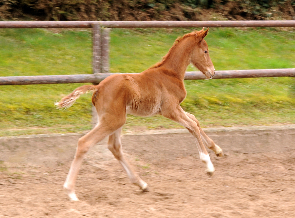 Tacyra mit Hengstfohlen von Zauberdeyk - Foto: Beate Langels