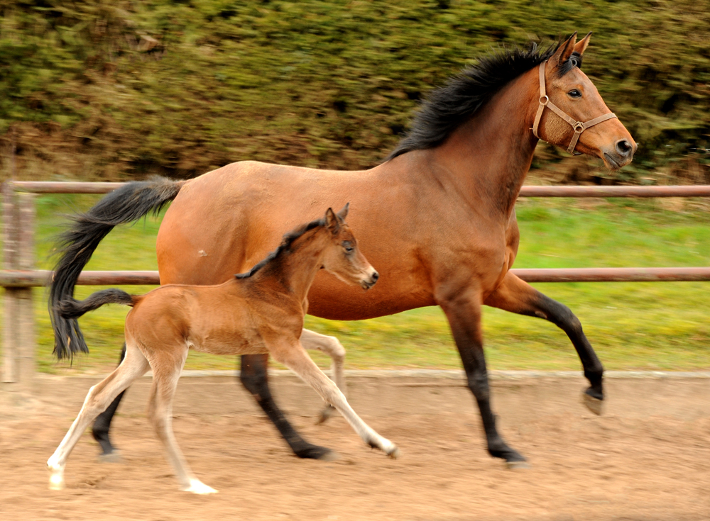 4 Tage alt: Stutfohlen von Schplitzer u.d. Schwalbe's Beauty v. High Motion - Trakehner Gestt Hmelschenburg - 
Foto: Beate Langels