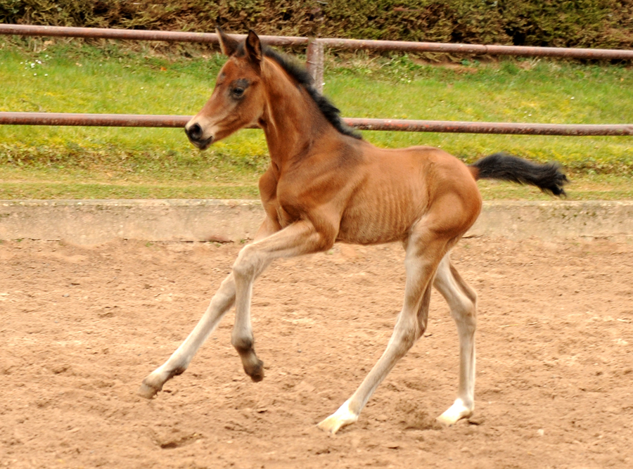 4 Tage alt: Stutfohlen von Schplitzer u.d. Schwalbe's Beauty v. High Motion - Trakehner Gestt Hmelschenburg - 
Foto: Beate Langels