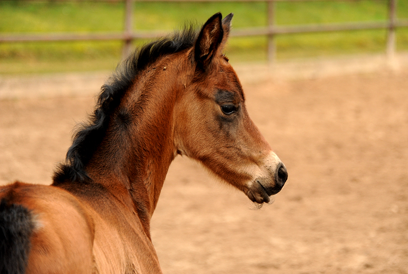 4 Tage alt: Stutfohlen von Schplitzer u.d. Pr.St. Schwalbe's Beauty v. High Motion - Trakehner Gestt Hmelschenburg - 
Foto: Beate Langels