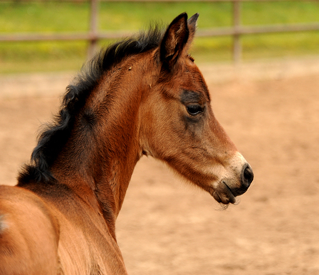 Mrz 2022 - Trakehner Gestt Hmelschenburg  - Foto: Beate Langels