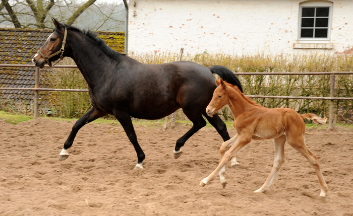 Tacyra mit Hengstfohlen von Zauberdeyk - Foto: Beate Langels