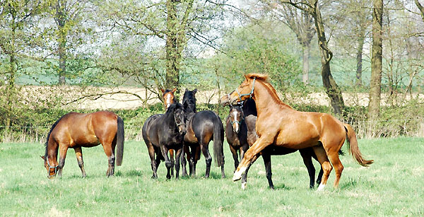 Two year old Trakehner colts - Trakehner Gestt Hmelschenburg