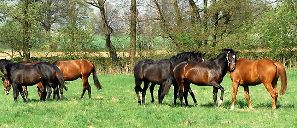  Two year old Trakehner colts -  Trakehner Gestt Hmelschenburg