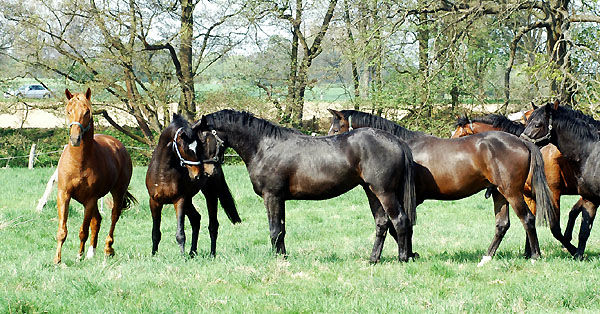  Two year old Trakehner colts - Trakehner Gestt Hmelschenburg