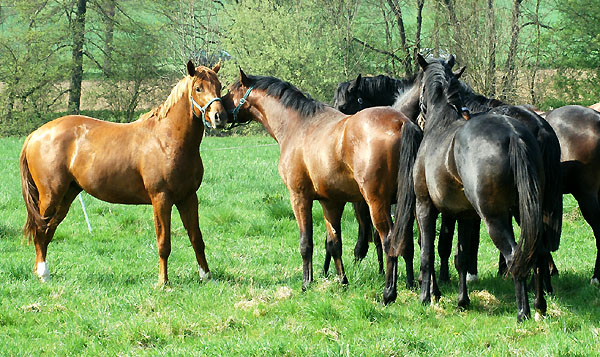  Two year old Trakehner colts - Trakehner Gestt Hmelschenburg