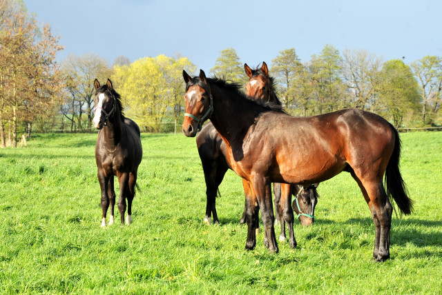 Die zweijhrigen Hengste genieen die Weidesaison 2014 - Foto: Beate Langels