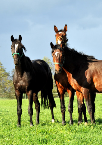 Die zweijhrigen Hengste genieen die Weidesaison 2014 - Foto: Beate Langels