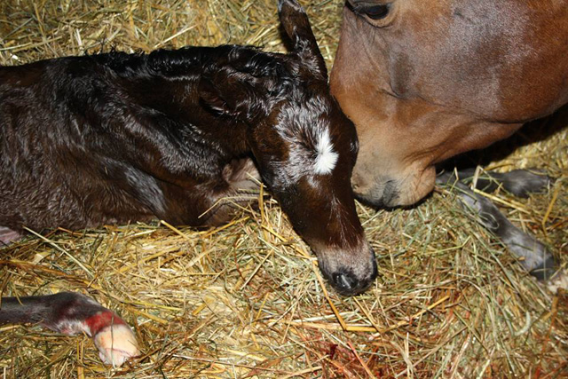 Trakehner Hengstfohlen von Freudenfest u.d. Garnet v. Aristo  - Foto: Dagmar Hoffmann