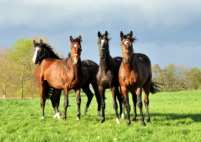 Die zweijhrigen Hengste genieen die Weidesaison 2014 - Foto: Beate Langels