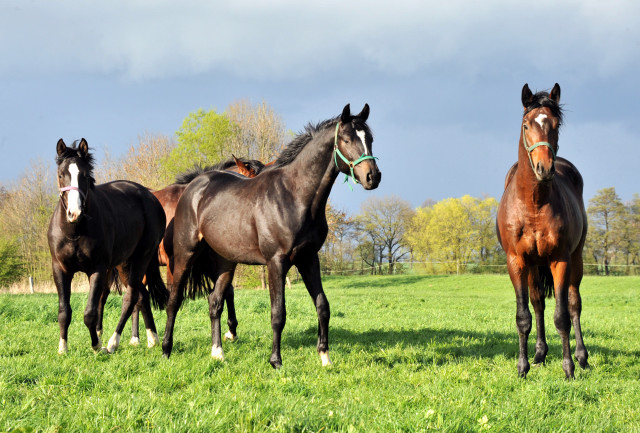 Die zweijhrigen Hengste genieen die Weidesaison 2014 - Foto: Beate Langels