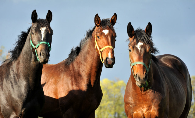 Die zweijhrigen Hengste genieen die Weidesaison 2014 - Foto: Beate Langels